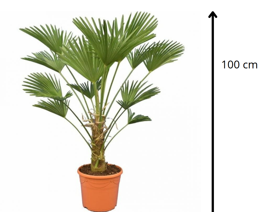 Trachycarpus wagnerianus 100 см